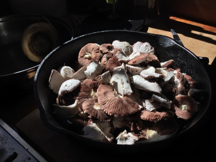 Fresh field mushrooms