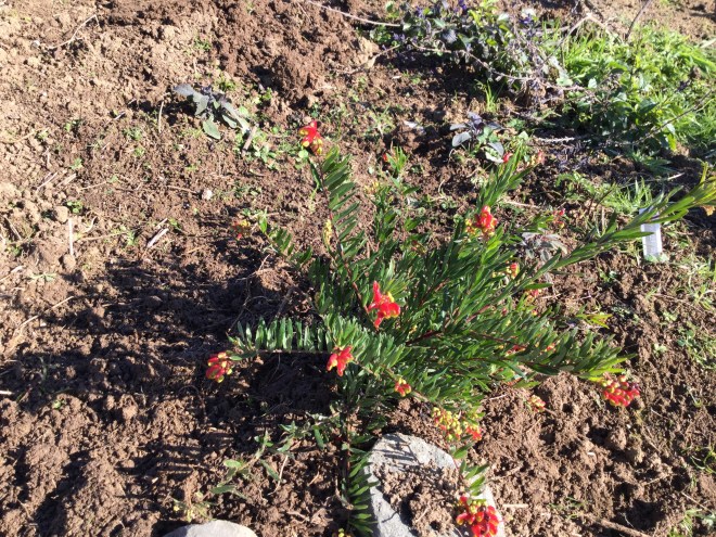 Grevillea Bonnie Prince Charlie