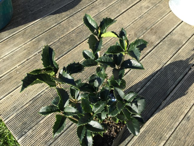 Osmanthus Fragrans