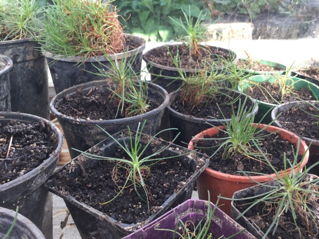 Armeria propagation cuttings