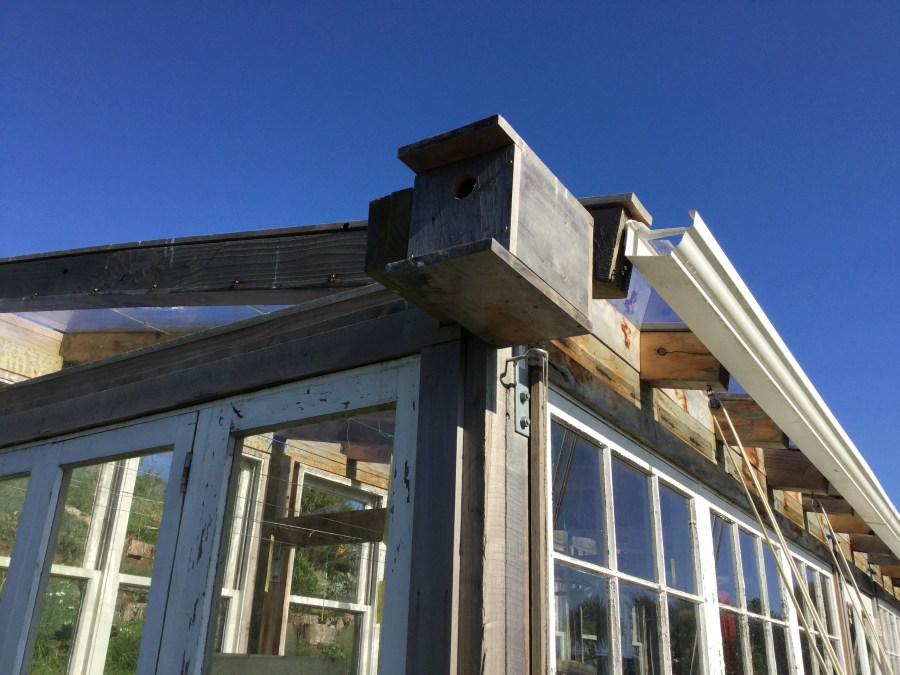 Starling nest box On greenhouse