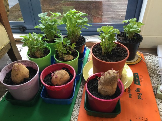 Growing Kumara Sweet potato