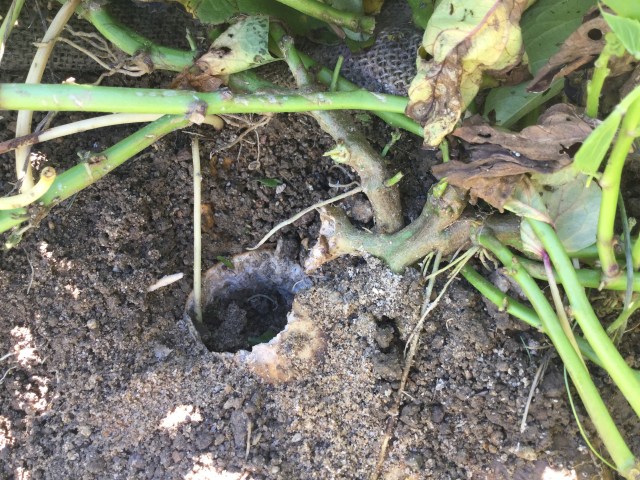 Fat pheasants have hollowed this one out