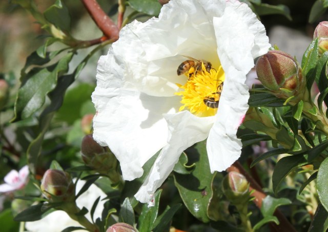 Honey bees on Cistus Rock rose Bennett white