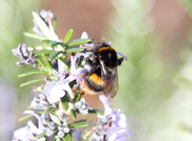 Bumble bee on Rosemary official is
