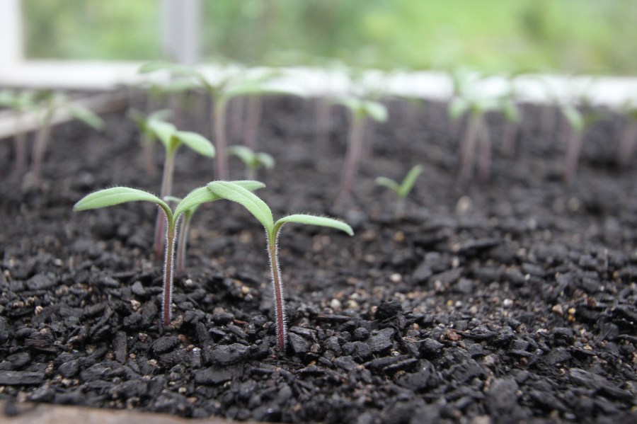 Tomatoes seedlings