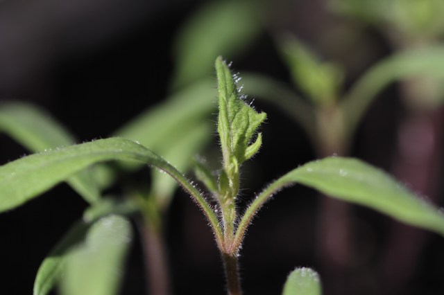 Tomato seedling