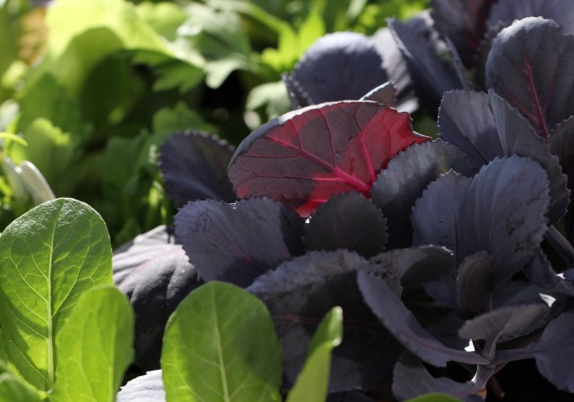 Red cabbage and lettuce seedlings