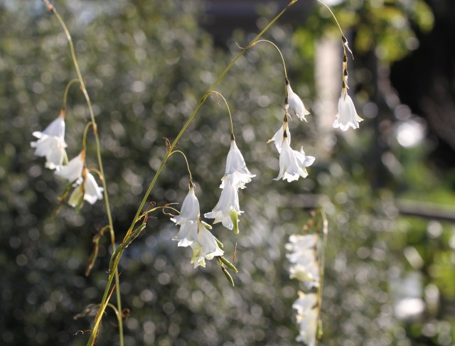 Angels Fishing Rod white