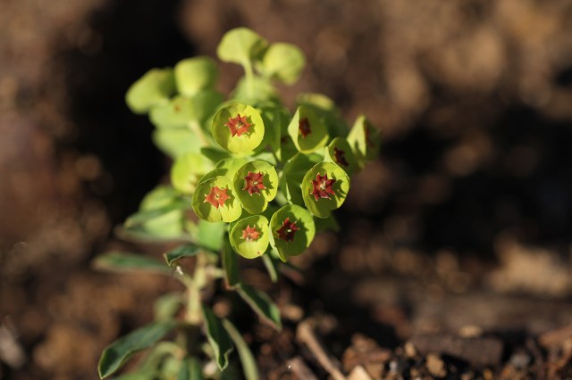 Euphorbia martinii cutting