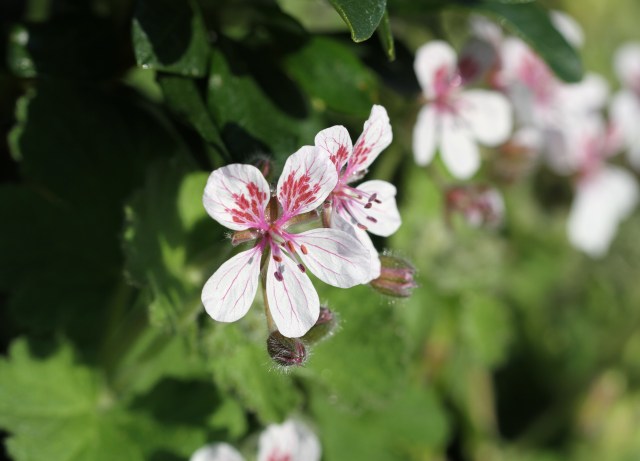 Erodium flower