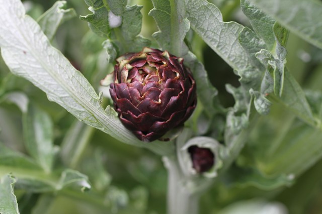 artichoke on plant