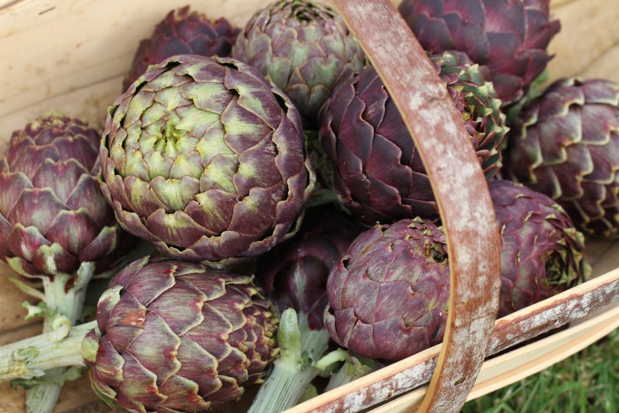 artichokes in trug