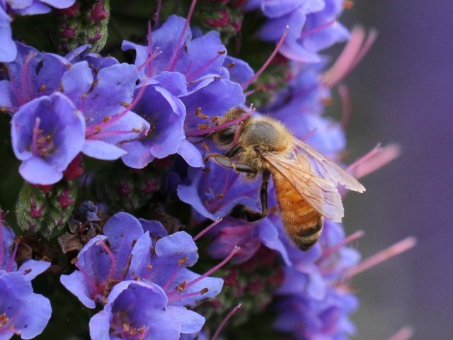 bee in echium