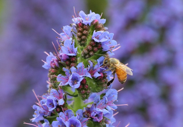 bee on echium candicans