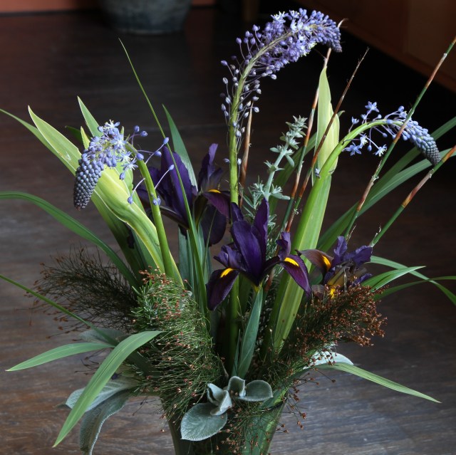 cut flowers scilla natalensis