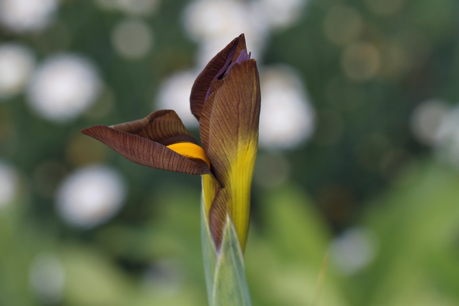 Iris eye of the tiger