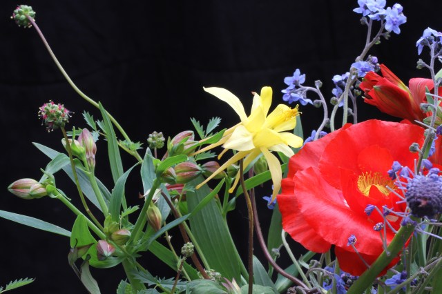 columbine cynoglossum celandine