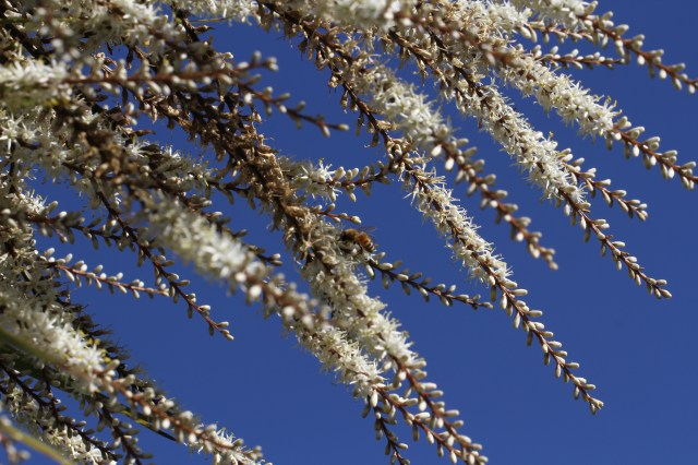 cordyline australis flower with bee
