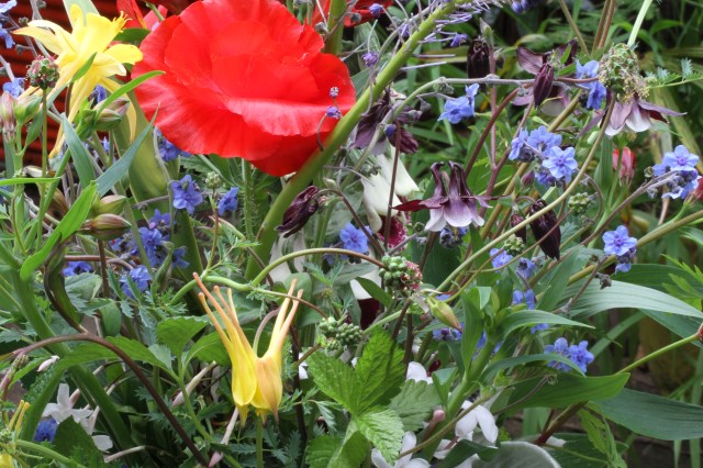 poppy and columbine