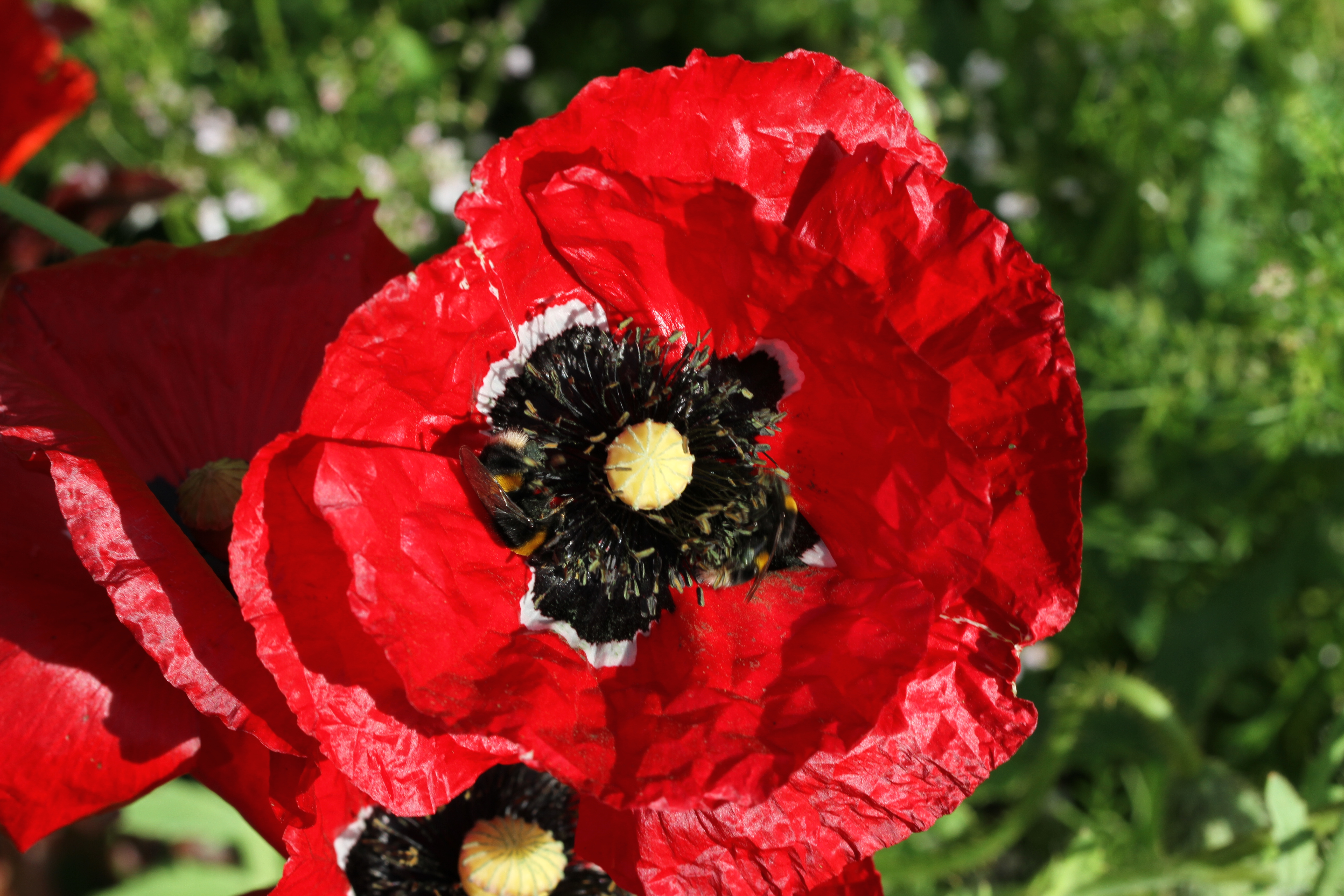 bumble bees on poppies