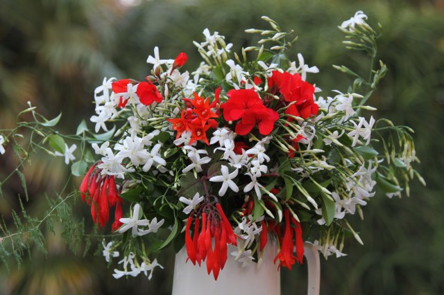 fuchsia geranium cut flower