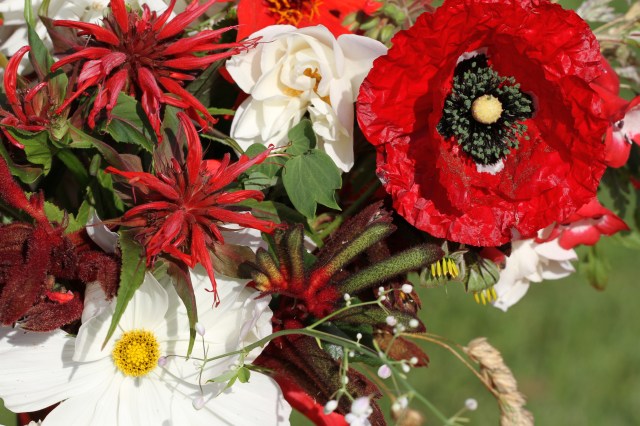 kangaroo paw poppy rose