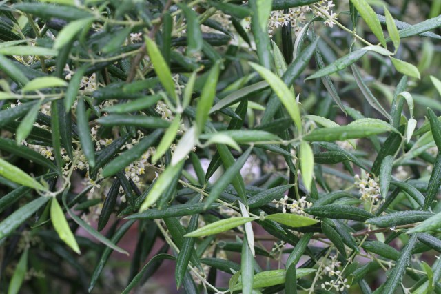 olive flowers
