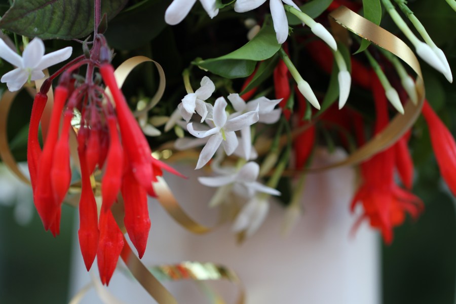 star jasmine red green gold