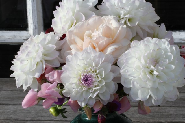 dahlia eveline cut flower