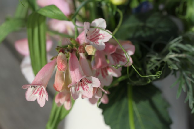 penstemon hidcote pink