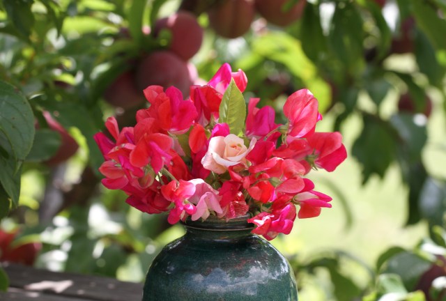 seet peas in vase under plum tree