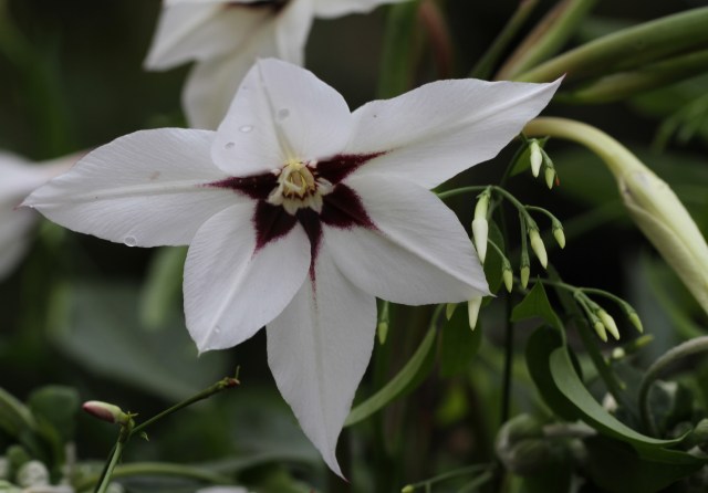acidanthera gladiolus callianthus murielae