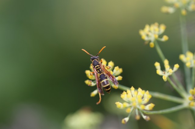 asian paper wasp on dill
