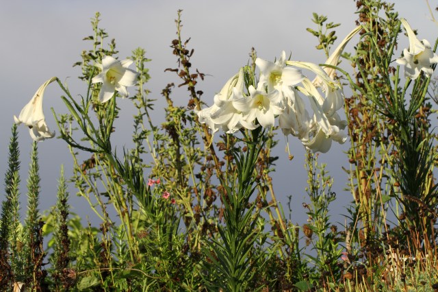 autumn coming lillies and hollyhocks gone to seed