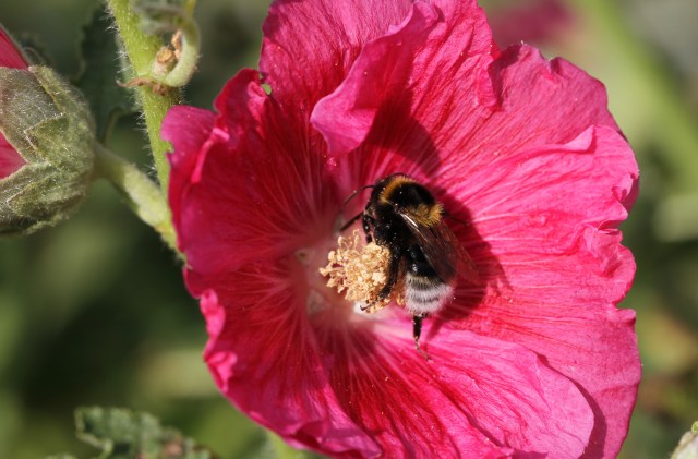 bumble bee in hollyhock