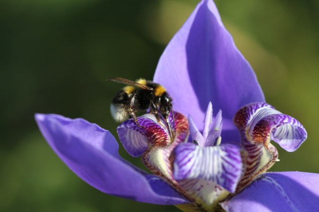 bumble bee on neomarica