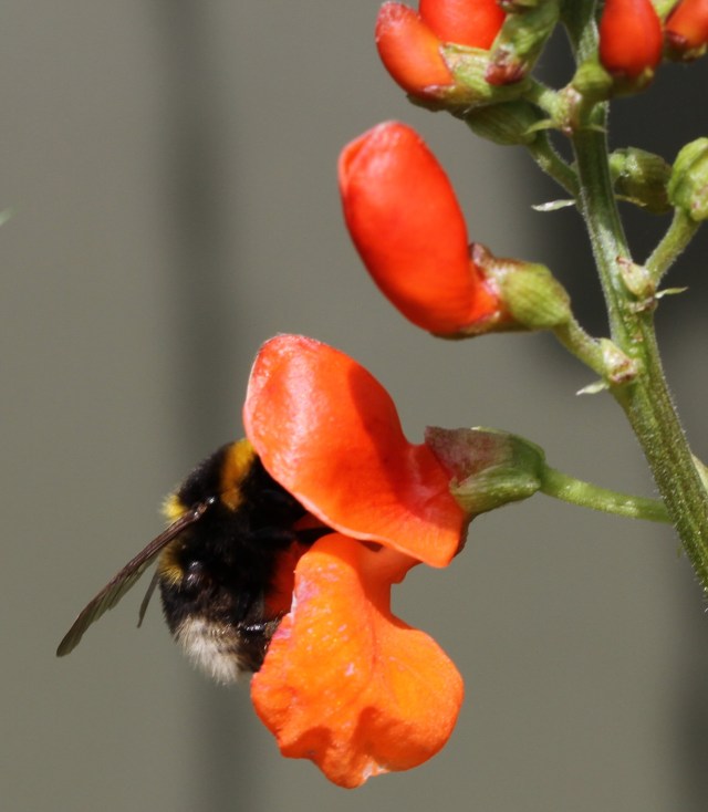 bumble bee on scarlet runner