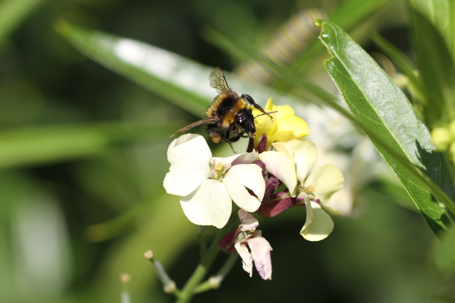 bumble bee on wallflower