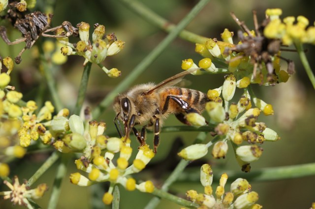 honey bee on dill flower