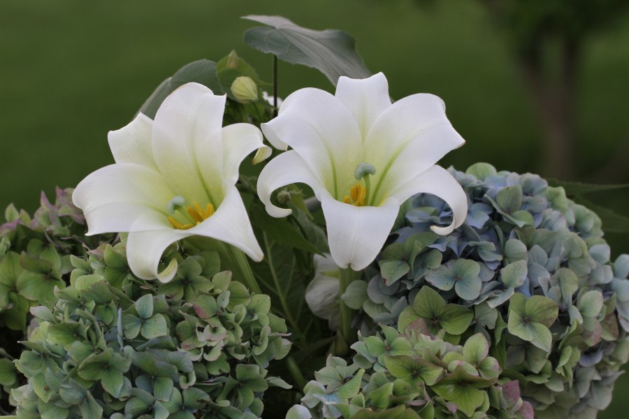 lillies hydrangeas