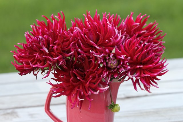 pink dahlias