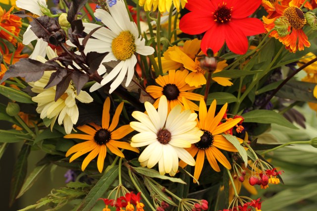 rurudbeckia osteospermum dahlia cut flowers