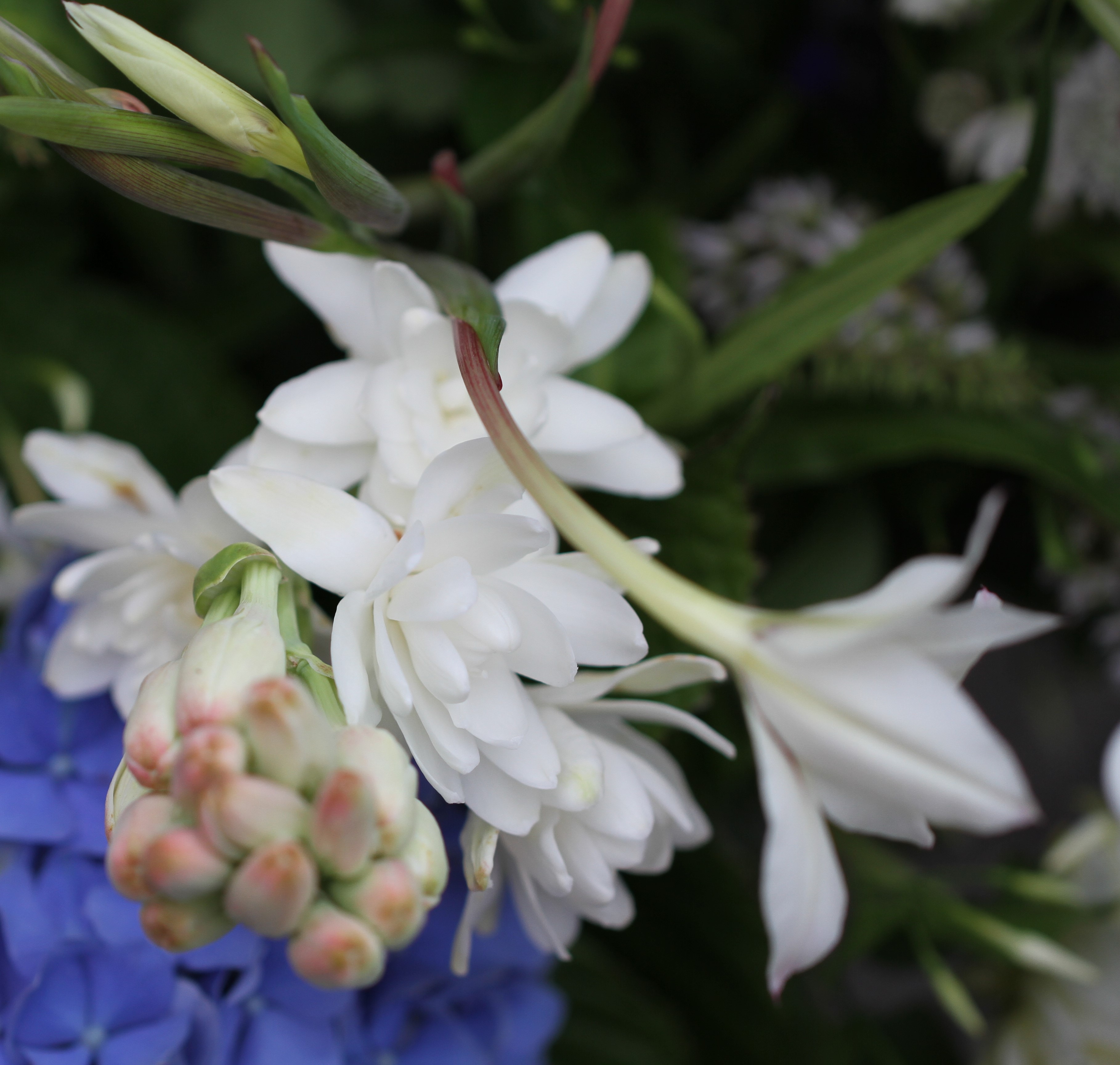 tuberrose cut flower