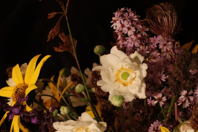 anemone aster restios salvia