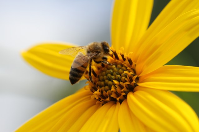 bee in jerusalem artichoke flower