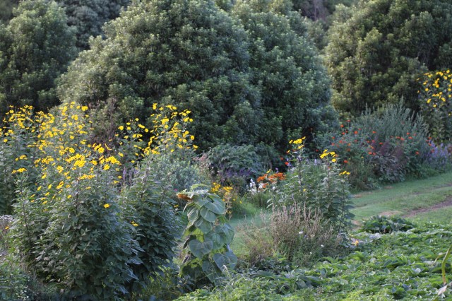 jerusalem artichoke flowers in the garden