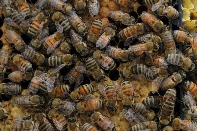 bees in hive