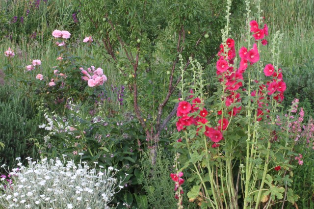 hollyhocks lychnis roses Under plum tree
