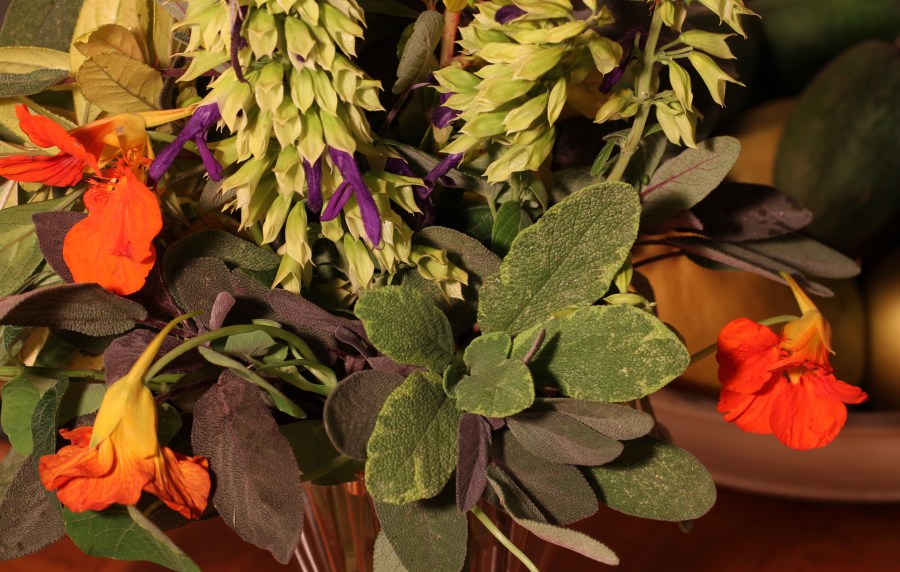 nasturtiums and salvia cut flowers